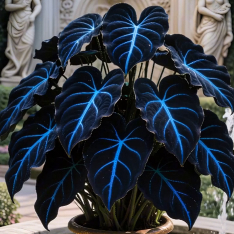 🌌Blue Galaxy-Rare Giant Hosta Flower Seeds✨