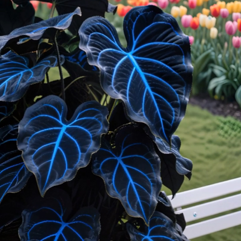 🌌Blue Galaxy-Rare Giant Hosta Flower Seeds✨