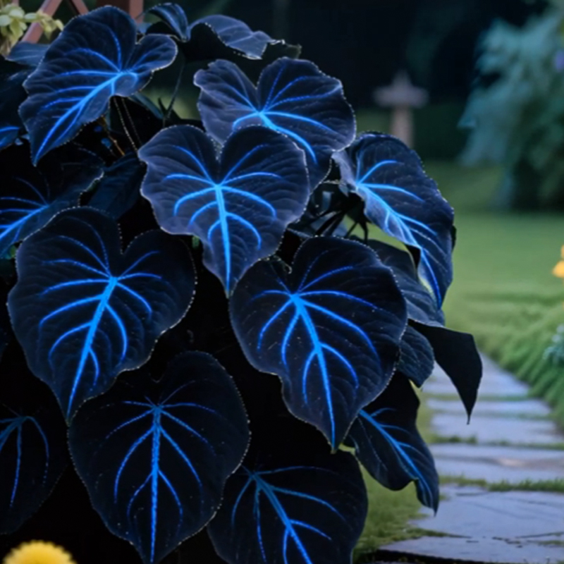 🌌Blue Galaxy-Rare Giant Hosta Flower Seeds✨