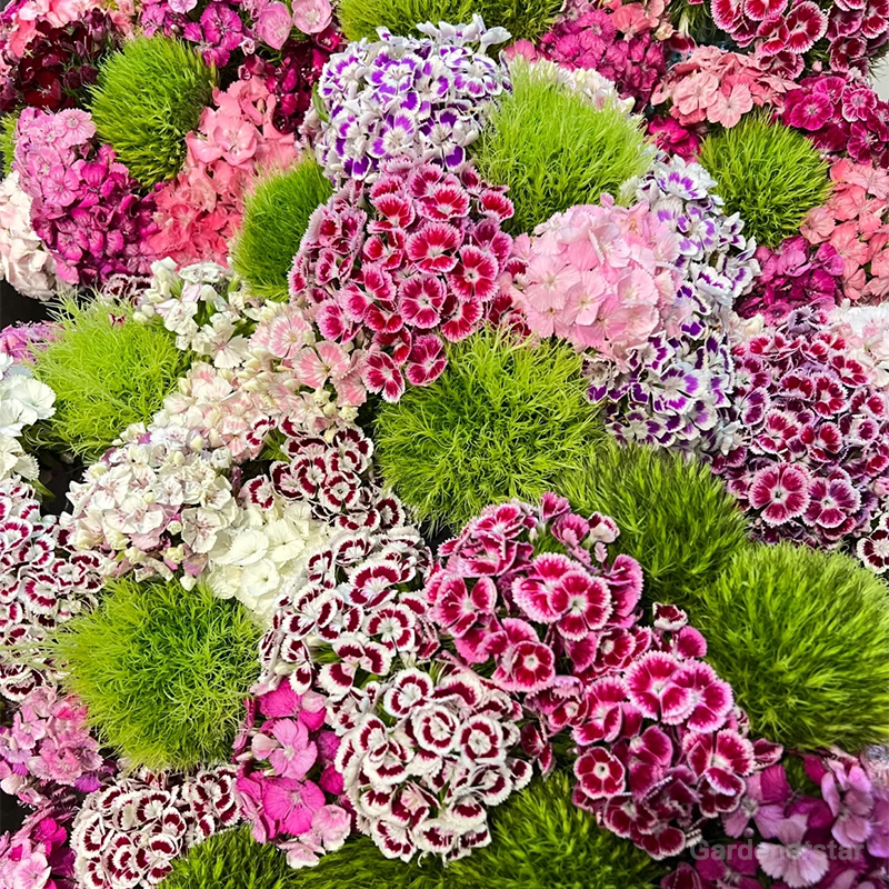 Dianthus Corona Mixed Seeds