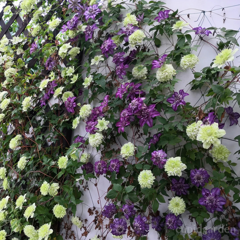 🌸Queen of Vines - Climbing Clematis Seeds