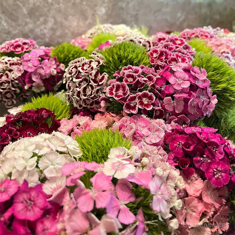Dianthus Corona Mixed Seeds