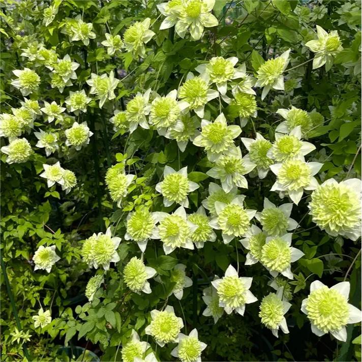 🌸Queen of Vines - Climbing Clematis Seeds