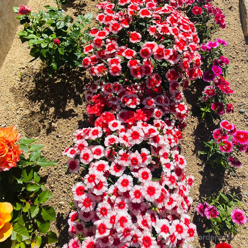 Dianthus Corona Mixed Seeds