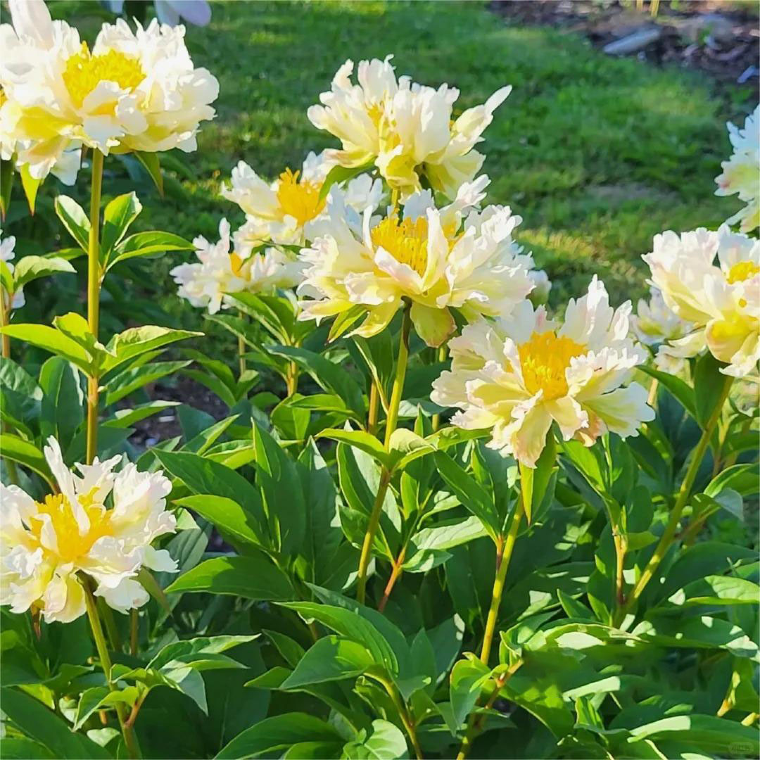 🌺Pfingstrose - Fee unter Blumen