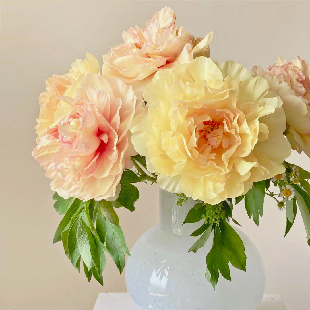 🌺Pfingstrose - Fee unter Blumen