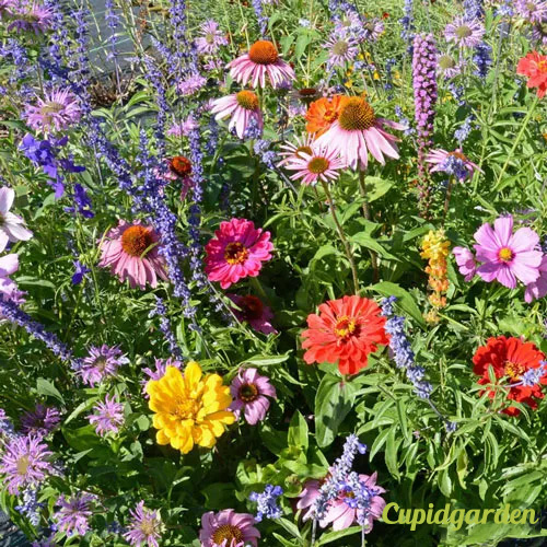 Mixed Perennial Flowers Seeds-Over 60 kinds mixed