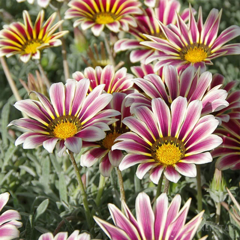 🌼Medal Chrysanthemum Seeds - Flower of Glory