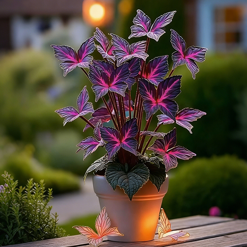 🦋Purple Butterfly Coleus