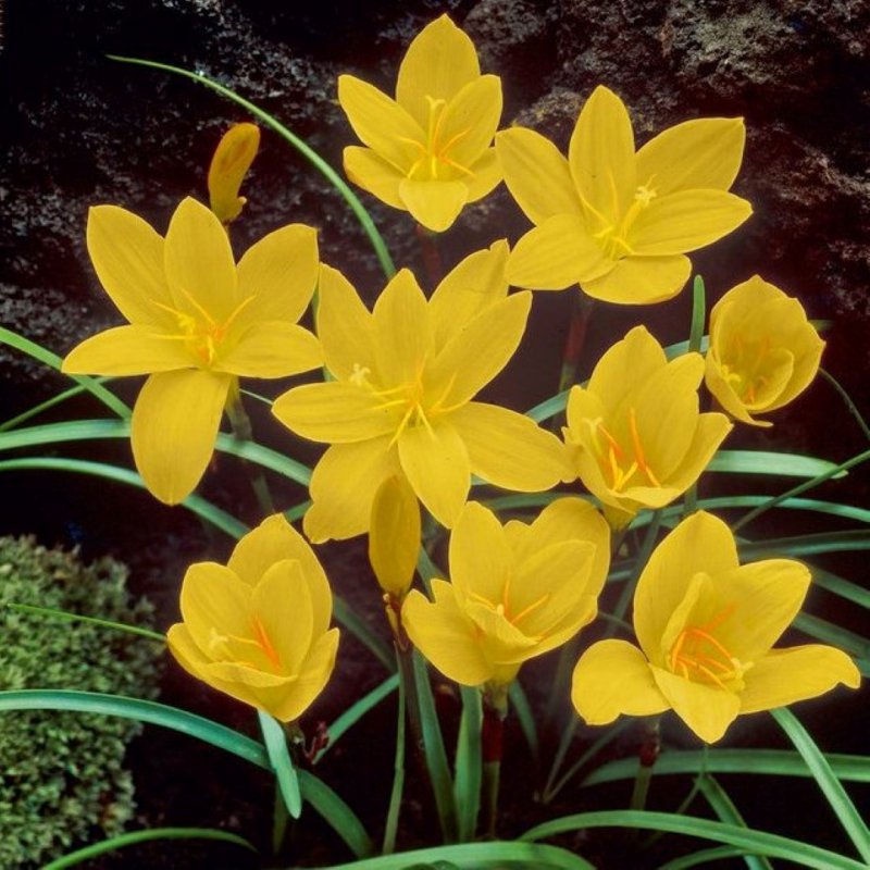 🌺Rainlily Zephyranthes Bulbs