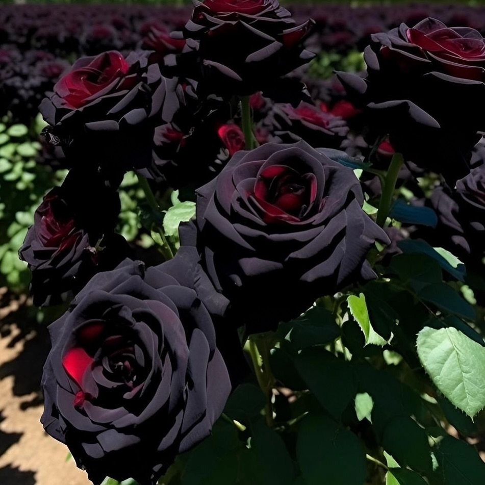 Rare Black Red Rose Flower Seeds