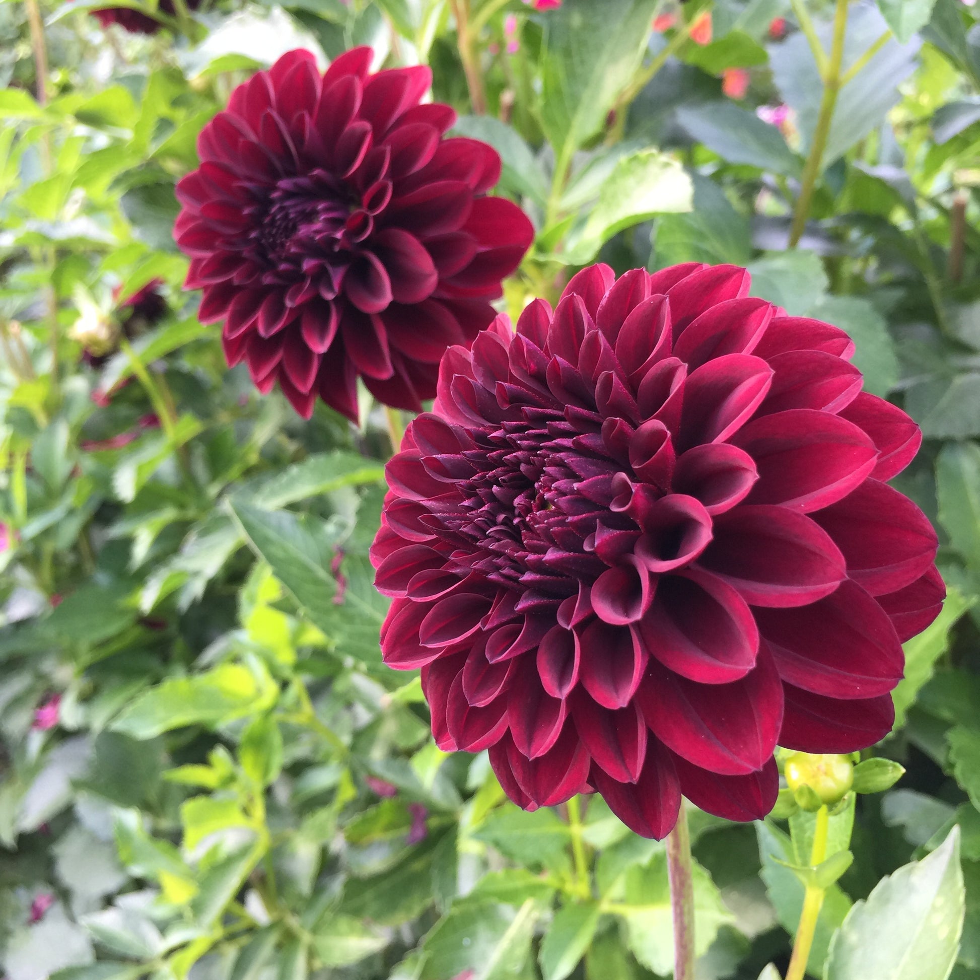 Black Satin Dahlia Seeds