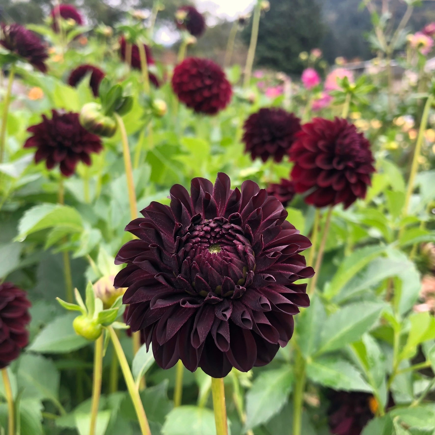 Black Satin Dahlia Seeds