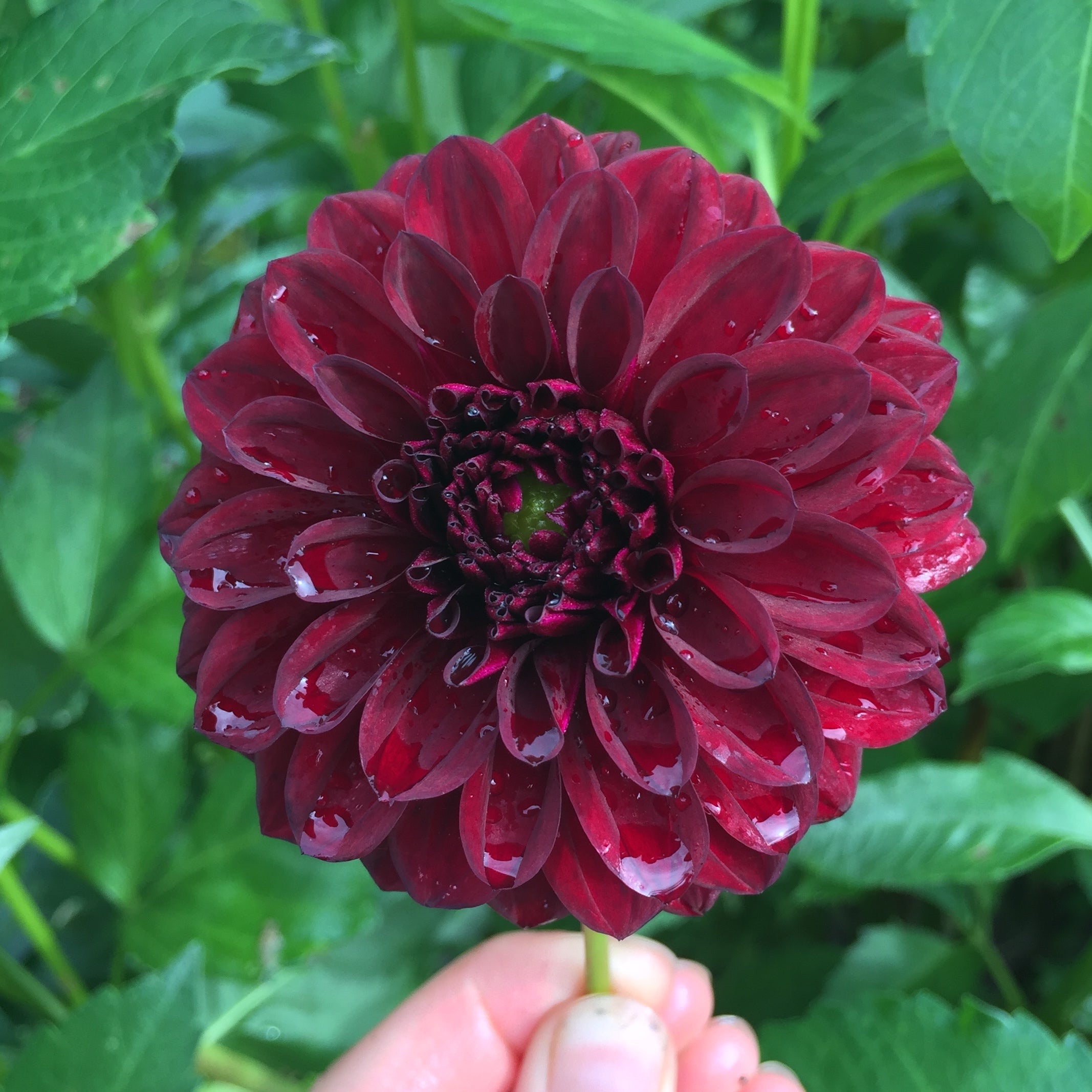 Black Satin Dahlia Seeds