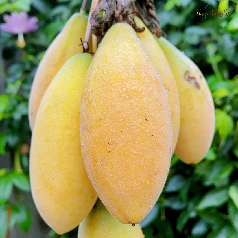 Rare Banana Passion Fruit Seeds 