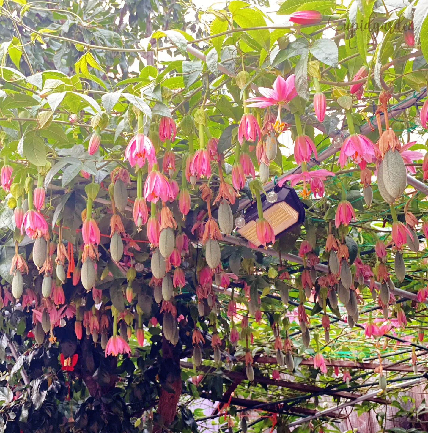 🍌Rare Banana Passion Fruit Seeds 