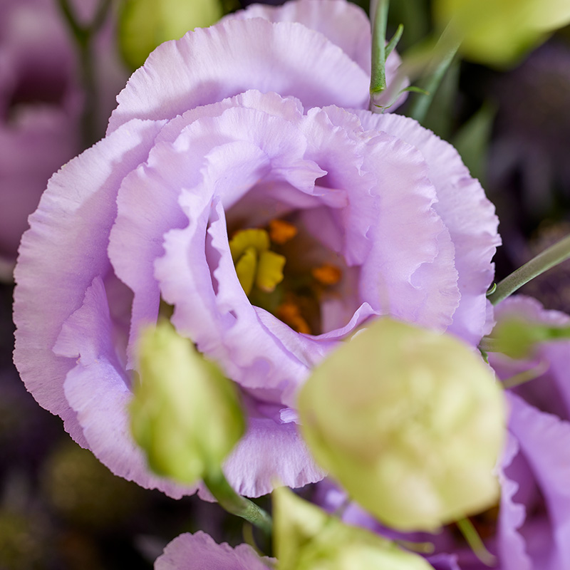 Eustoma Russellianum Seeds