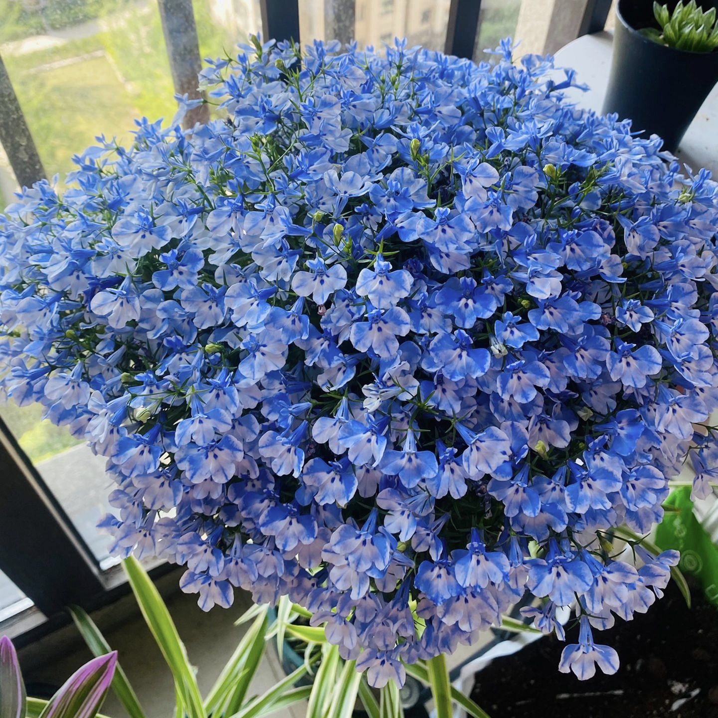 Lobelia Seeds - One of the best edging plants