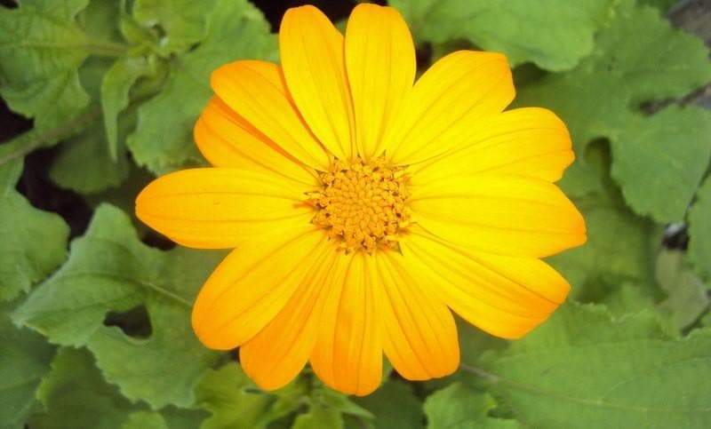 Mexican Sunflower Seeds - Yellow (Tithonia Speciosa Yellow Torch)  Seeds. - Caribbeangardenseed