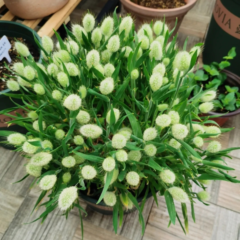 🐇Lagurus Ovatus Seeds