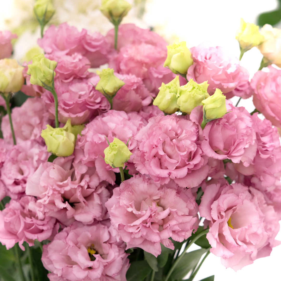 Eustoma Russellianum Seeds