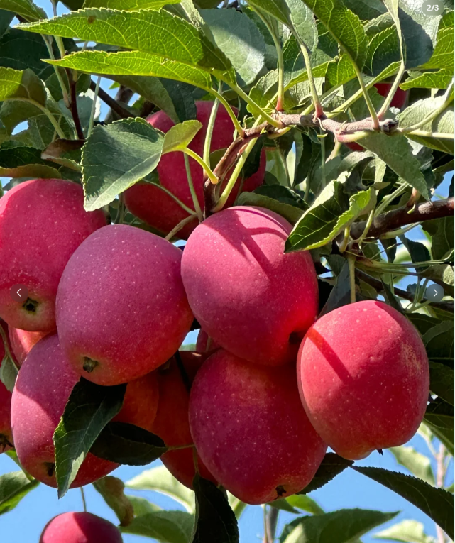 Xantolis Stenosepala Mini Apple Seeds