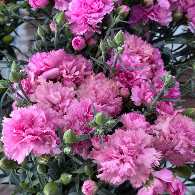 🌹Double Carnation Seeds—Mother's Day Flowers