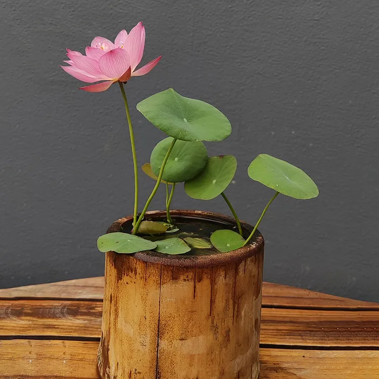 The Sacred Bonsai Lotus Flower