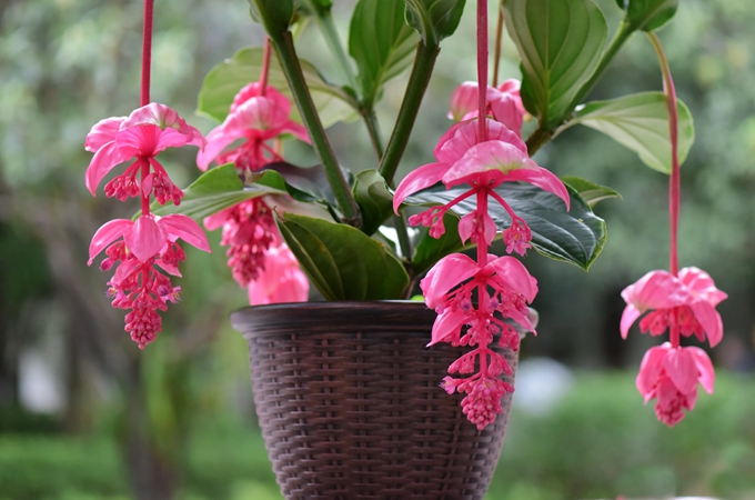 家庭盆栽宝莲灯花怎么养- 鲜家网