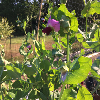 Mangetout Peas: A Garden Delight