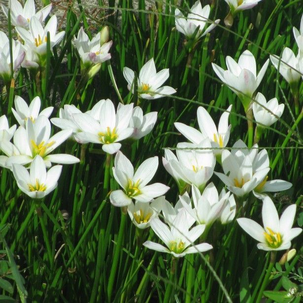 🌺Rainlily Zephyranthes Bulbs