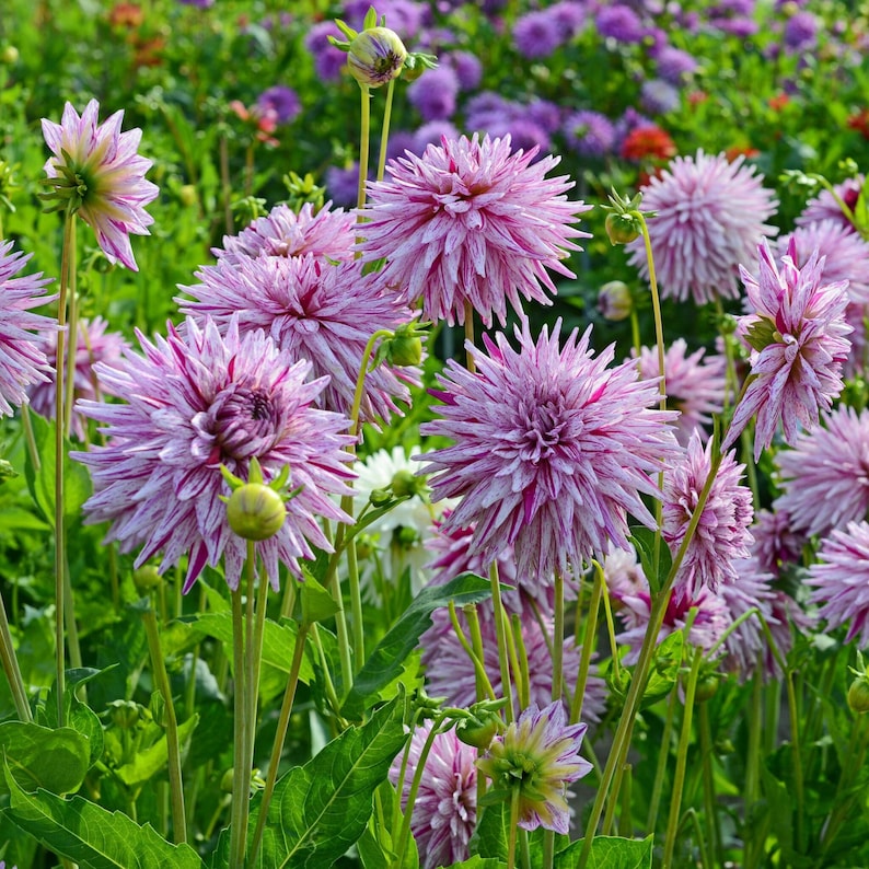 Hy Trio Dahlia Seeds Showy Blooms,Attracts Pollinators, Long Blooming Season, Vibrant Colors, Excellent Cut Flower, Plant in Spring Bild 7