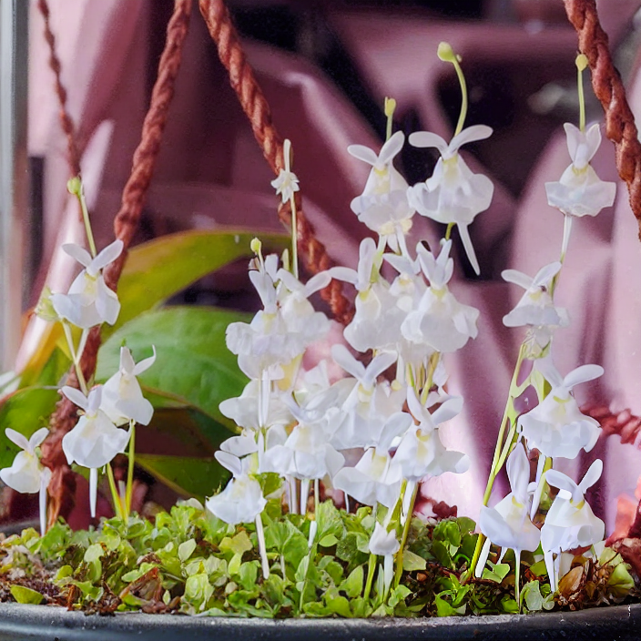 Soft And Cute Cold Killer-Bunny Flower Seeds