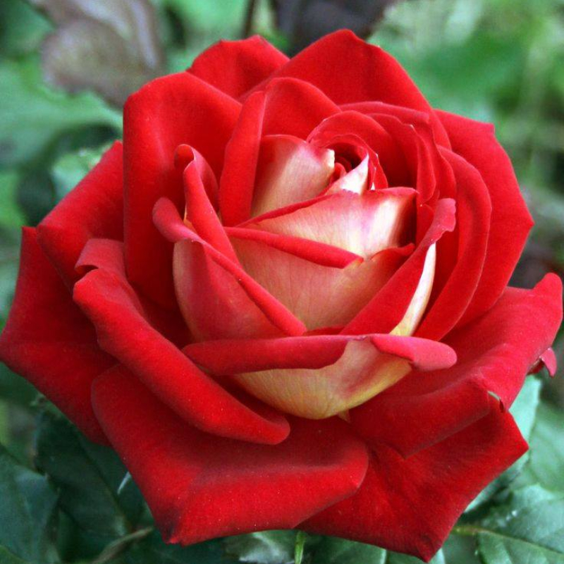 20 Pcs/bag Black Rose Flower Colorful Rose Petals Plant Seeds for Home Garden