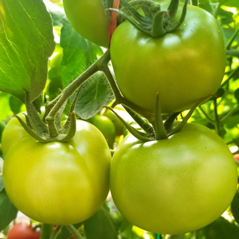 Green Apple Tomato Seeds
