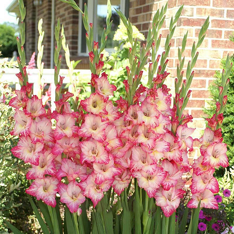 Gladiolus Flower