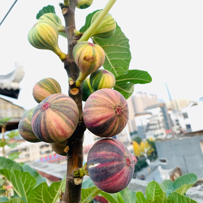🌈Rainbow Figs (BNR Figs) – Pretty And Delicious