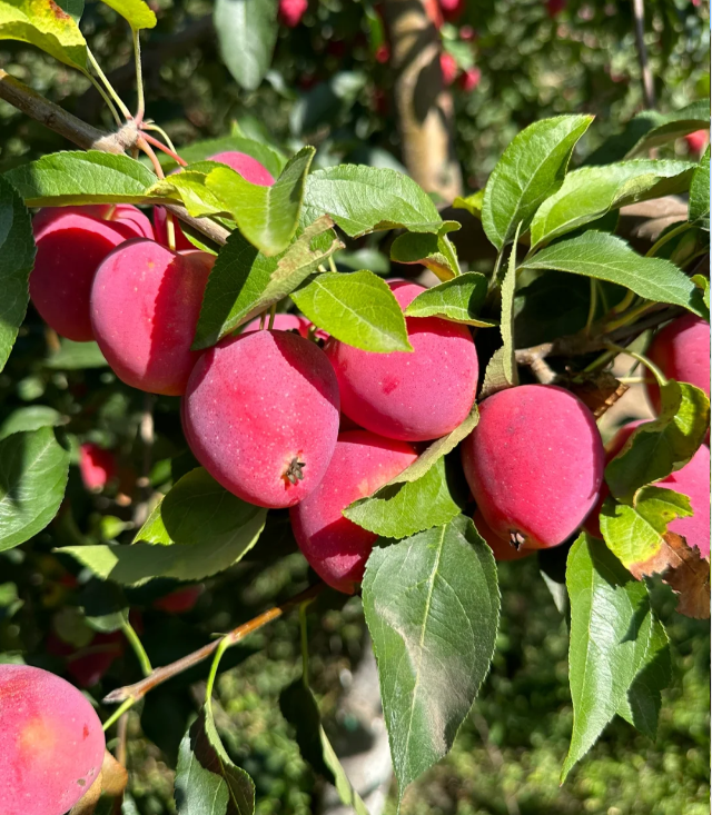 Xantolis Stenosepala Mini Apple Seeds