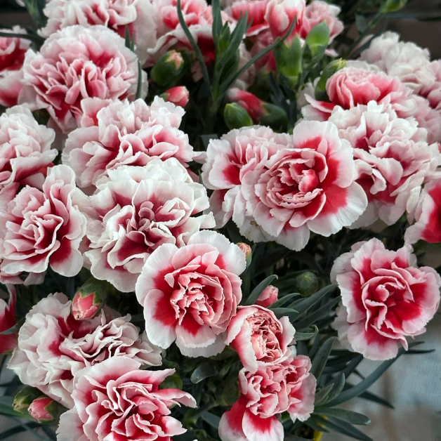 🌹Double Carnation Seeds—Mother's Day Flowers