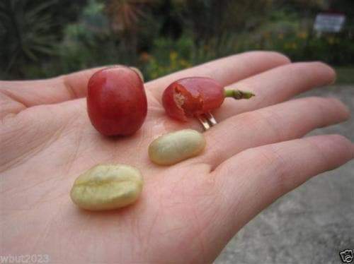 10 JAMAICAN BLUE MOUNTAIN Coffee Seeds ,Grow Your Own Coffee Plant tree - Caribbeangardenseed