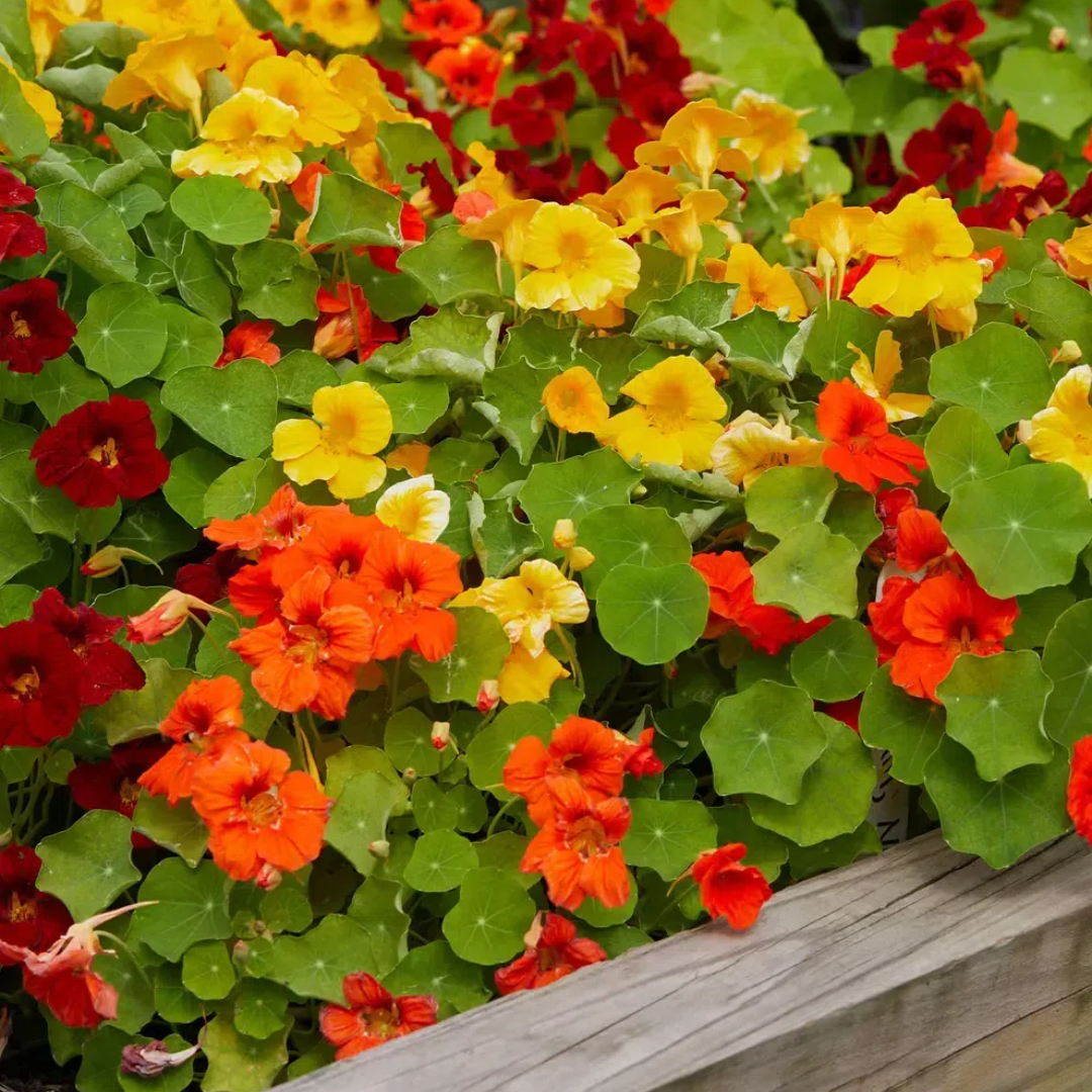 Nasturtium Seeds