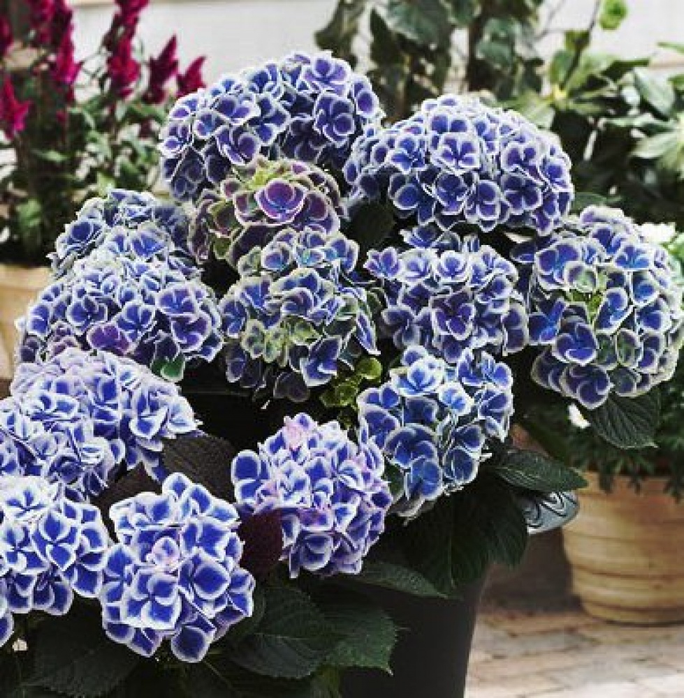 Hydrangea Macrophylla Tivoli Seeds