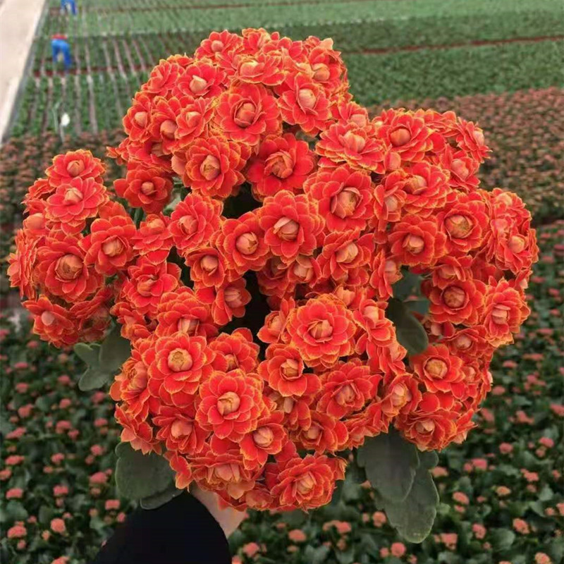 🌺Golden Fox Longevity Flower Seeds—Health And Longevity