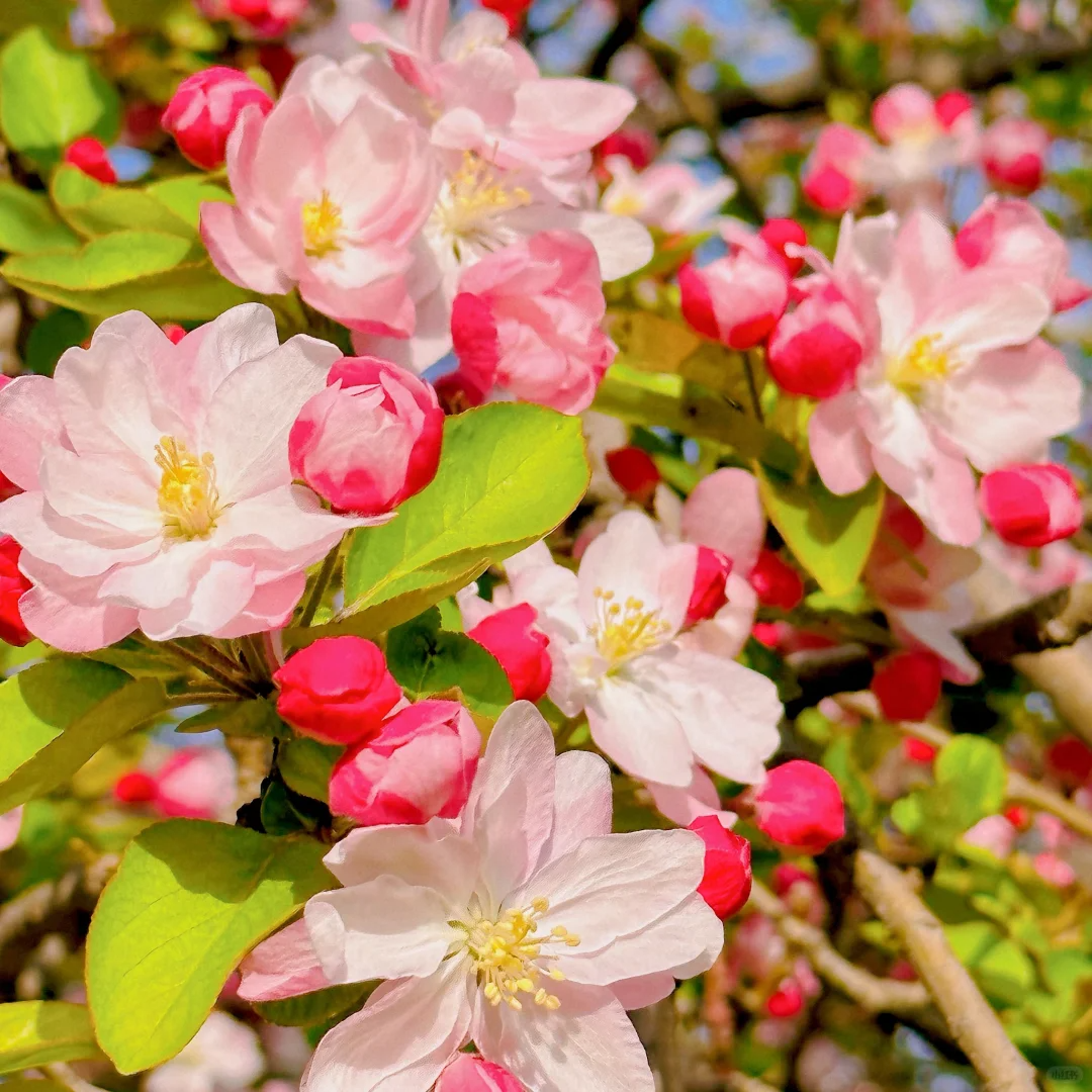 Malus × Kaido Seeds-Elf in the Sea of Flowers🧚