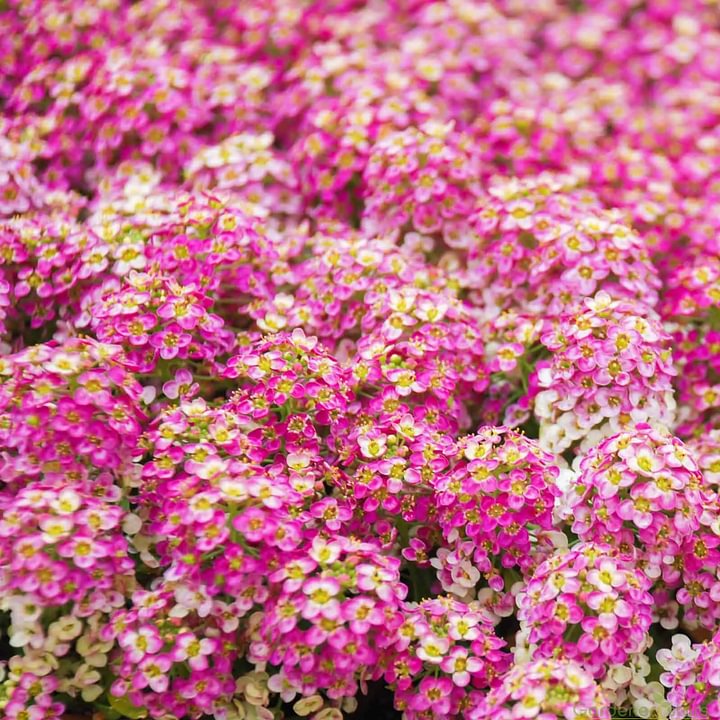 Sweet alyssum: the fragrance of spring