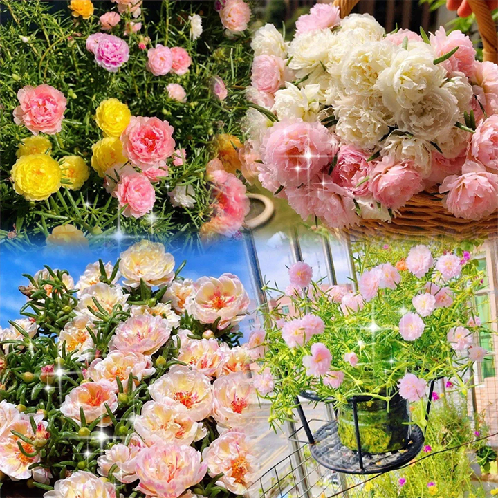 🌹Moosrose – Unsterbliche Blume