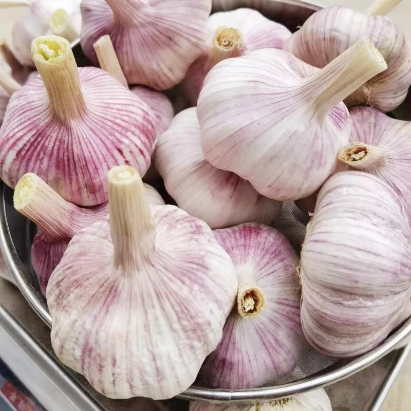 🧄Lila Knoblauch: Gesunde Zwiebeln ohne GVO