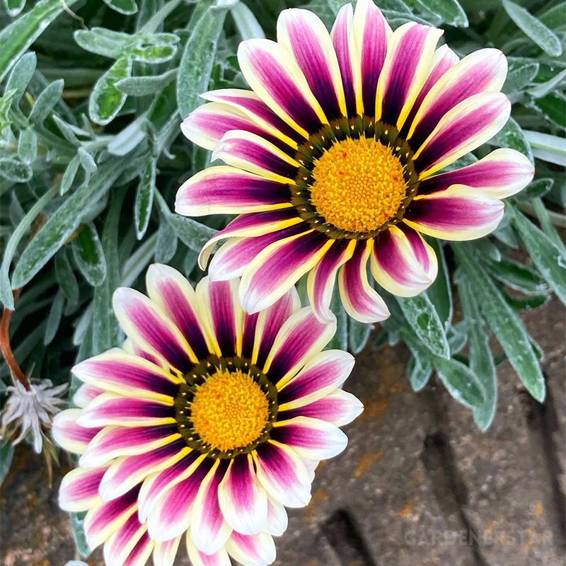 🌼Medal Chrysanthemum Seeds - Flower of Glory
