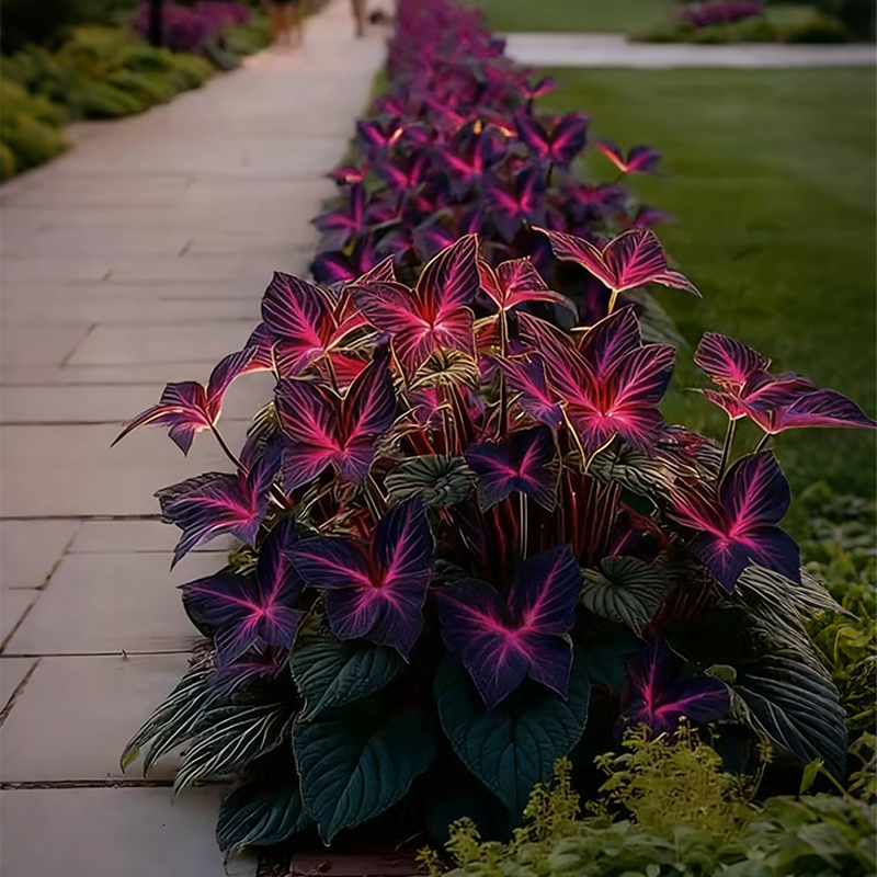🦋Purple Butterfly Coleus