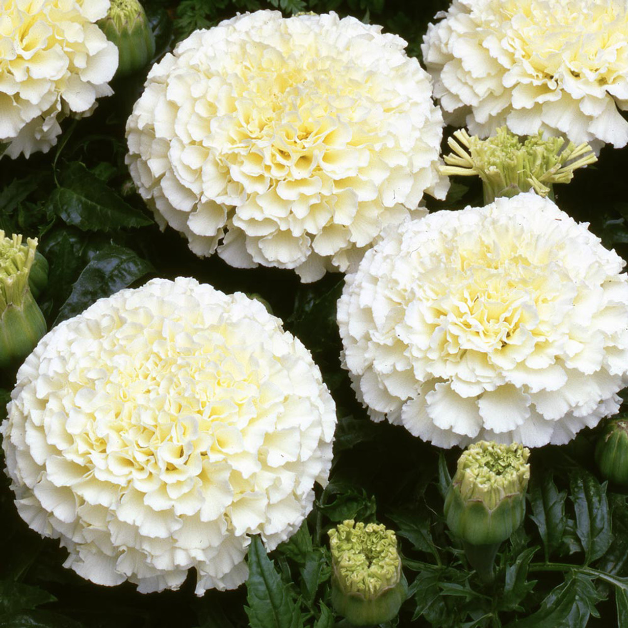 Marigold Seeds-Blooms in a Range of Warm Hues